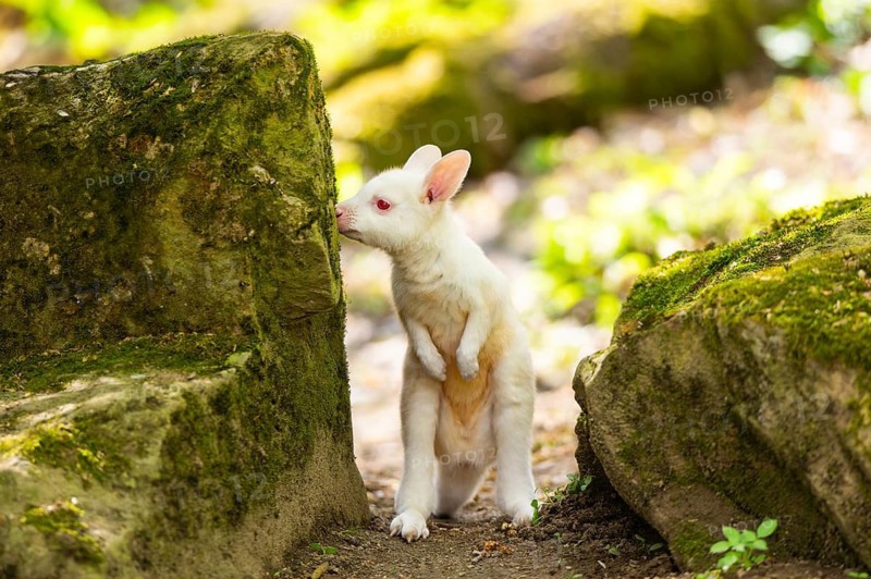 White Tammar wallaby (Macropus eugenii), albino, youngster on the ground in spring, Germany
