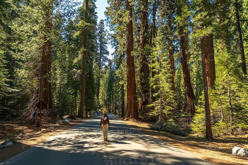 Tourist in a yellow beanie and backpack walks down a sunlit paved path beneath towering giant sequoias in a serene national park forest, summer hiking and exploration