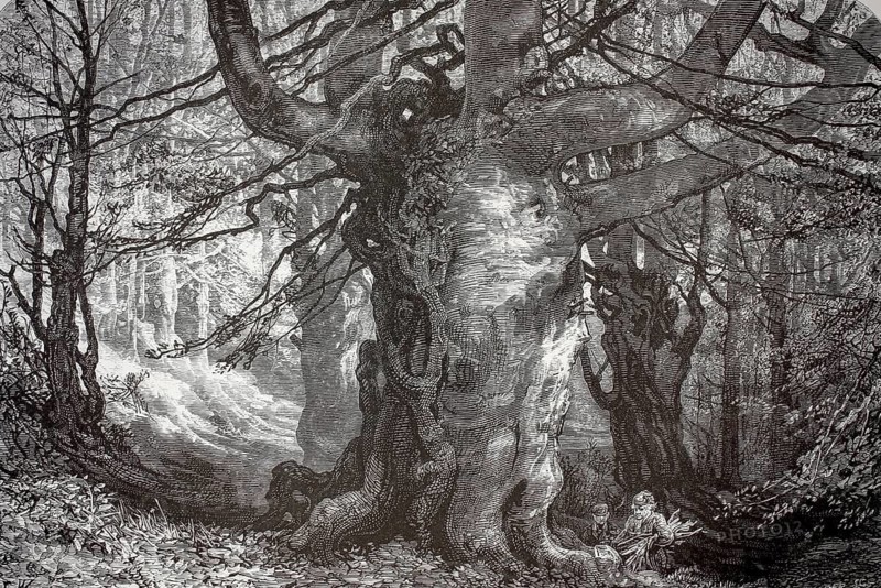 Distinctive trees, natural monument, Burnham Beeches, ancient beech forest in Buckinghamshire, England, illustration, reproduction from a 19th century model. Authentic, file restored for optimal use, exact date of submission unknown, historical