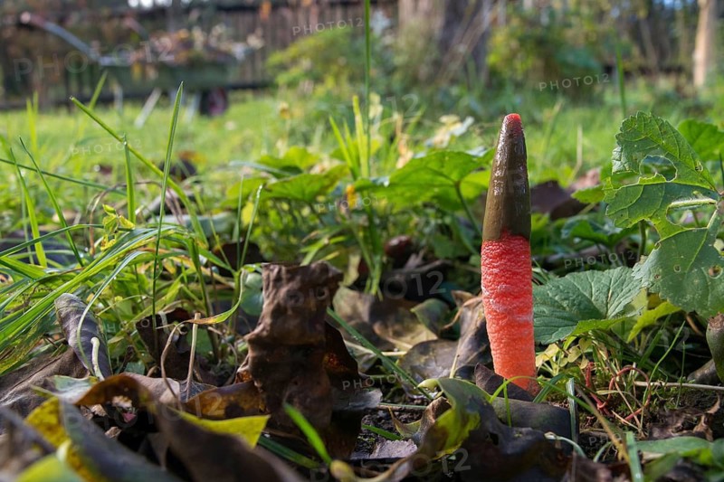 Dog rod, Mutinus elegans, beautiful dog rod, beautiful rod mushroom, elegant dog rod, noble rod mushroom, devil's dip stick, dog stinkhorn, elegant stinkhorn, fungi, fungus, mushrooms, the headless stinkhorn