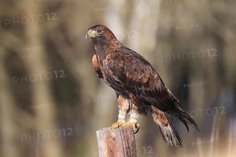Golden eagle perched: a focused eagle stands with a majestic bearing on a tree trunk, golden eagle (Aquila chrysaetos), adult, on the lookout, in winter, Bohemian Forest, Czech Republic