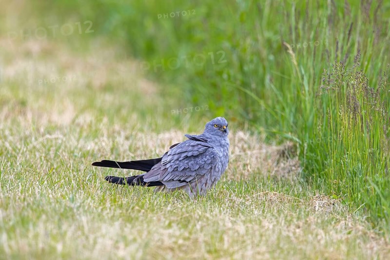 Montagu's harrier (Circus pygargus) adult male on the ground catching mouse in freshly mowed grassland, meadow in spring
