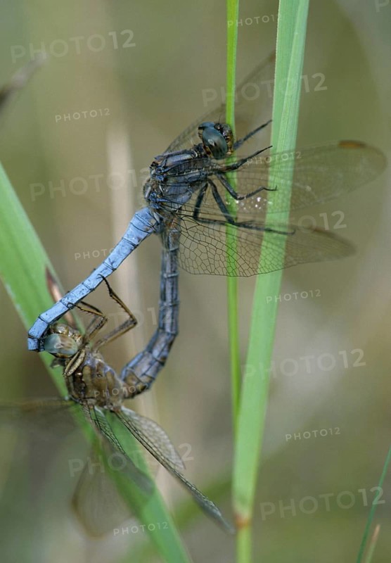 Keeled skimmer, little blue arrow, orthetrum coerulescens, anisoptera, couple, damselflies, dragonflies, female, high size, portrait format, insects, copula, dragonflies, male, mating, mating wheel, male, odonata, mating wheel, female