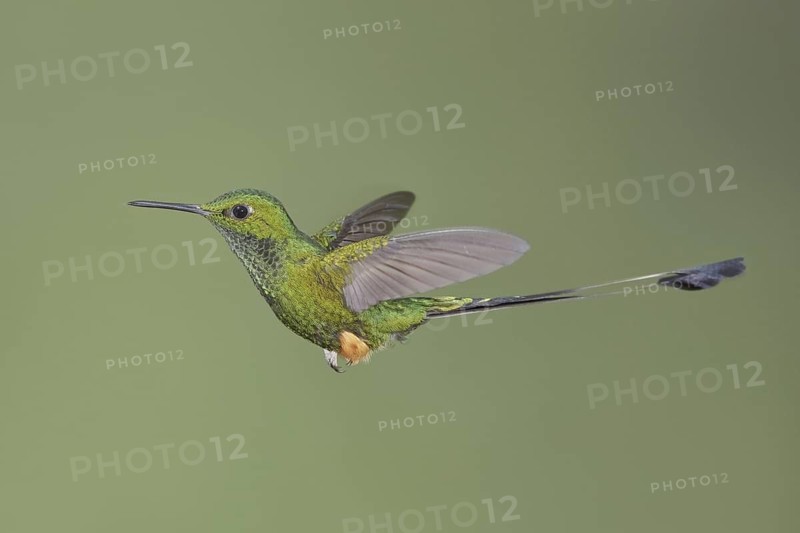 Booted Racket-tail (Ocreatus underwoodii), Ecuador
