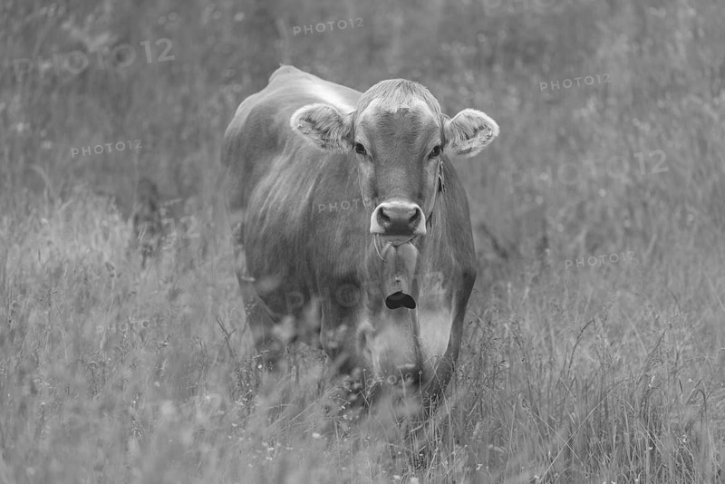 Hornless young cattle, Allgäu Brown Cattle, domestic cattle breed (Bos primigenius taurus), on an alpine meadow near Oberstdorf, Allgäu Alps, Allgäu, Bavaria, Germany