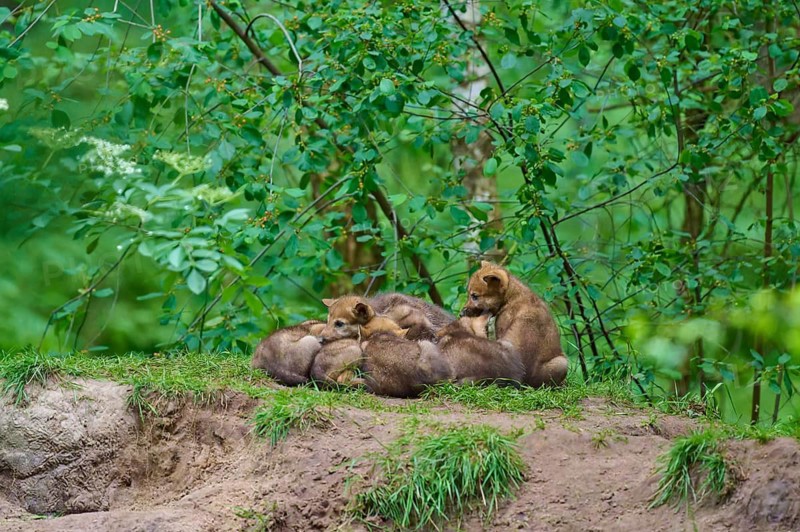 A group of puppies resting on a grassy earthen bank in a green setting, wolf (Canis lupus), Germany