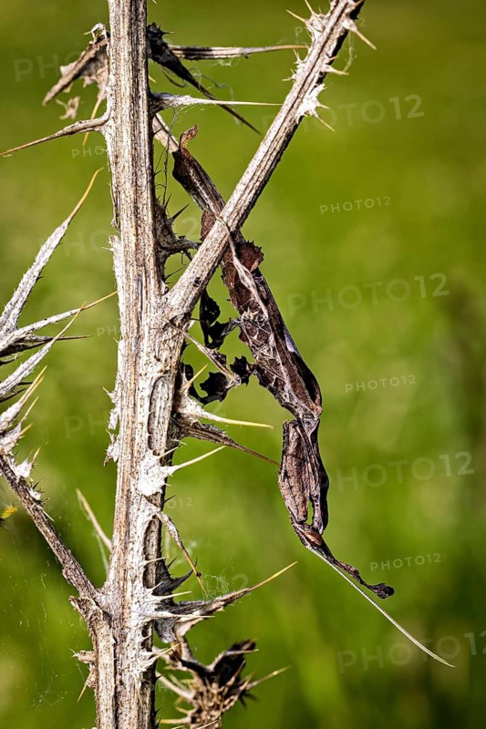 An insect cleverly disguises itself as part of a spiny twig, set against a blurred green background: a phantom mantis in a meadow near Windhoek in Namibia (Phyllocrania paradoxa)