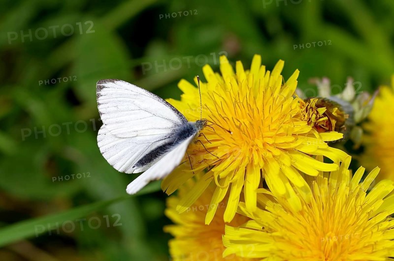 Rape white butterfly (Pieris napi), dandelion, nectar, close-up, The white butterfly sits on the yellow flower of the dandelion