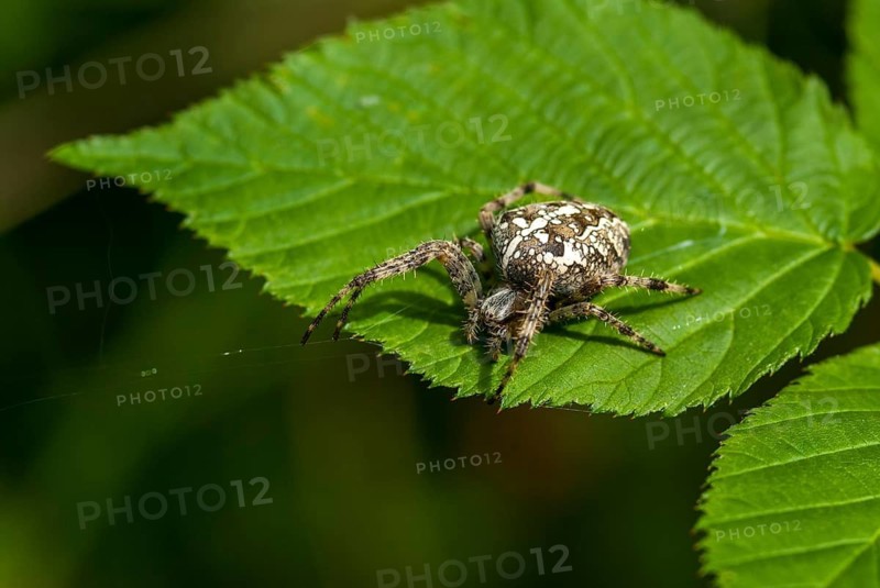 Arachnida, Araneus diadematus, European garden spider, spider, arachnids, arthropod, garden, arthropods, spiders, spiders