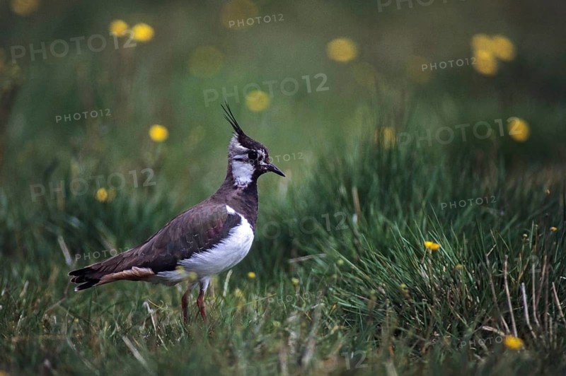 Lapwing, Vanellus Vanellus, Bath, Bathe, Birds, Charadriiformes, Limikolen, Plovers, Birds, Waders, Wadbirds