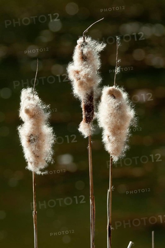 Broad-leaved cattail, cattail, cattail family, typha latifolia, typhaceae, broadleaf cattail, bulrush, cat-o'-nine-tails, common bulrush, common cattail, cooper's reed, cumbungi, flora, great reedmace, tall format, plants, plants