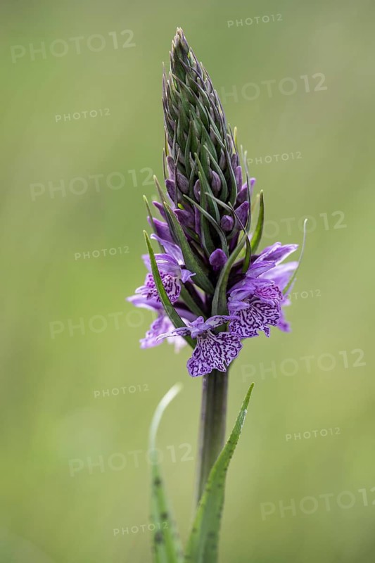 Moorland spotted orchid (Dactylorhiza maculata), Emsland, Lower Saxony, Germany