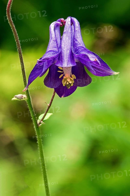 European columbine (Aquilegia vulgaris), blue flowers, close-up, Oberallgäu, Allgäu, Bavaria, Germany