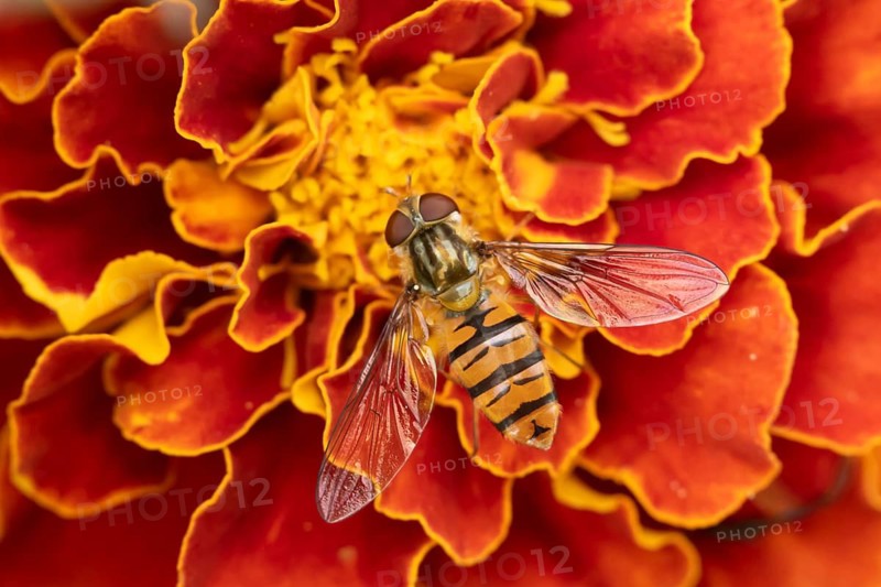 Common hoverfly (Eupeodes corollae) adult insect feeding on a garden French marigold flower in summer, Suffolk, England, United Kingdom