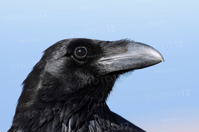 African Northern Raven (Corvus corax tingitanus), portrait, Fuerteventura, Canary Islands, Spain