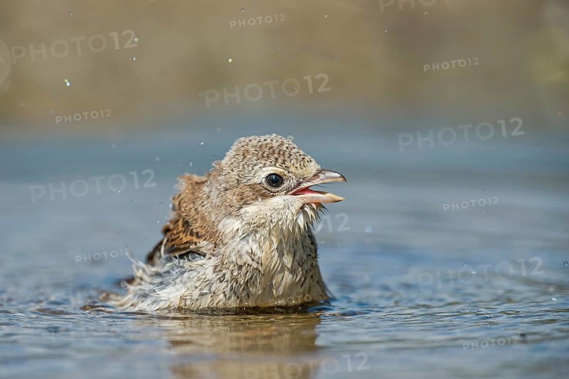 Red-backed Shrike (Lanius collurio) juvenile bathing, Aosta Valley, Italy