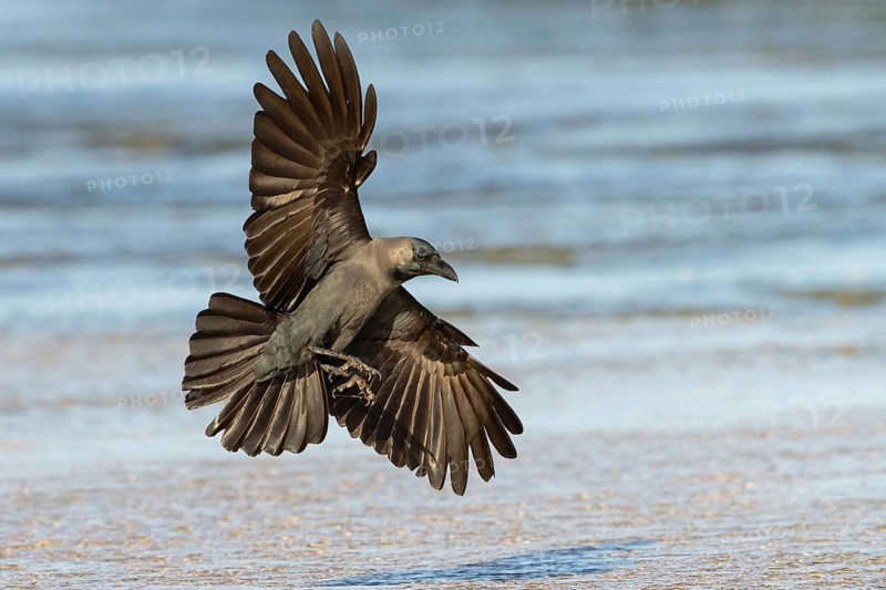 Shining Crow, Indian House Crow, House Crow, (Corvus splendens), Corbeau familier, Corneja India, Raysut, Salalah, Dhofar, Oman