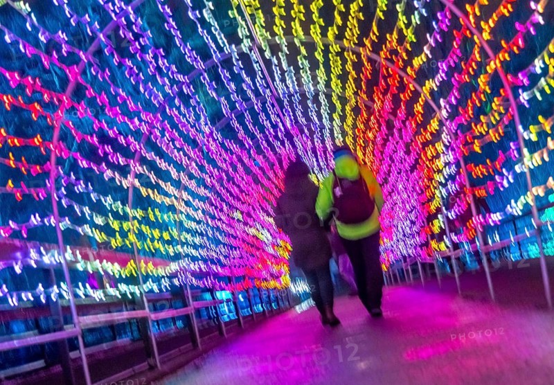Park lights, events in winter, in the Grugapark in Essen, many different light installations, across the park, attract many thousands of visitors, Lichttunnel North-Rhine Westphalia, Germany