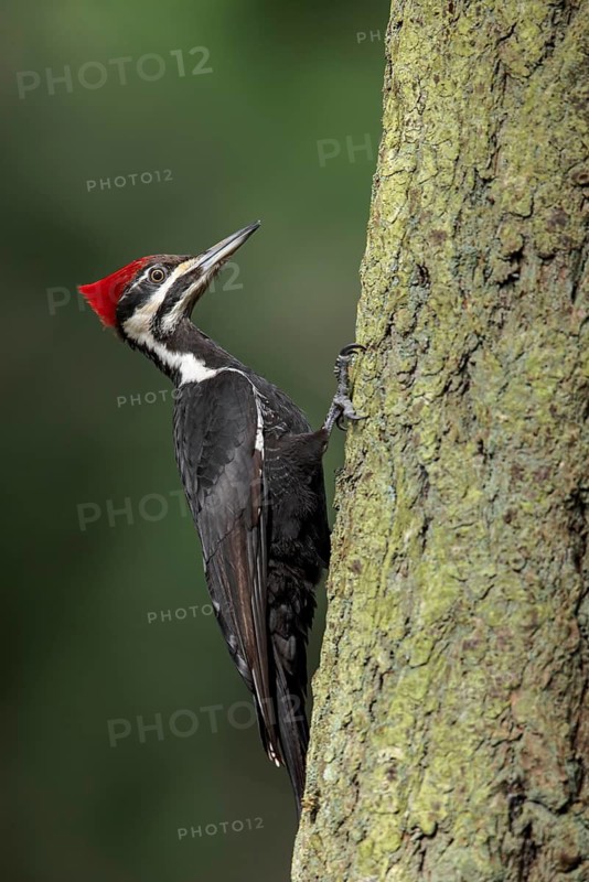 Pileated Woodpecker (Dryocopus pileatus) perched on a tree trunk near Victoria, BC, Canada