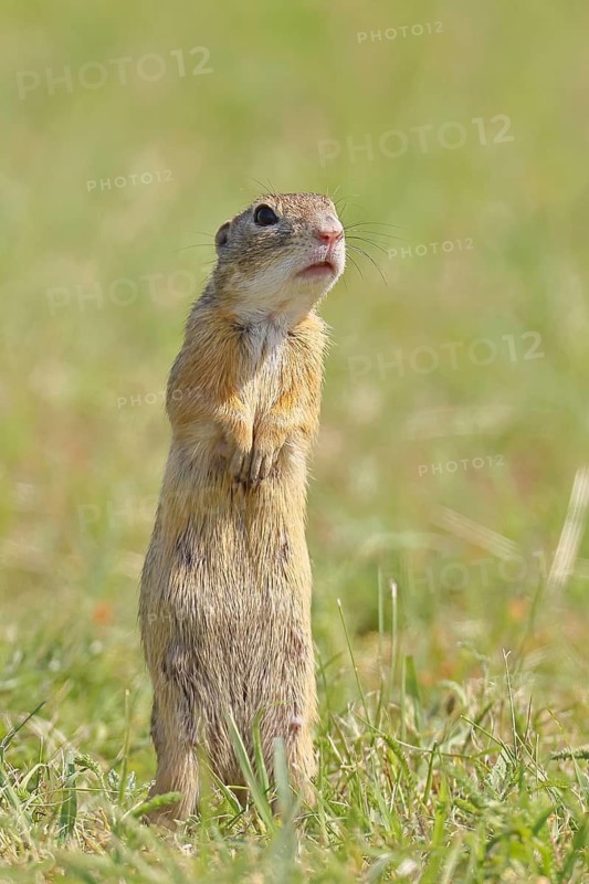 European ground squirrel (Spermophilus citellus) standing upright in a meadow, animal portrait, Burgenland Austria