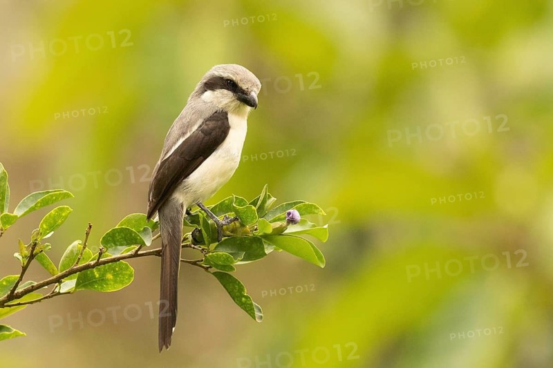 Mackinnon's Shrike (Lanius mackinnoni) perched on a branch, Kakamega Forest, Kenya