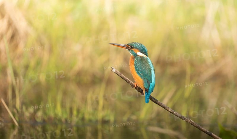 Vibrant Common Kingfisher (Alcedo atthis) perched on a thin branch, Sreepur, Gazipur, Bangladesh