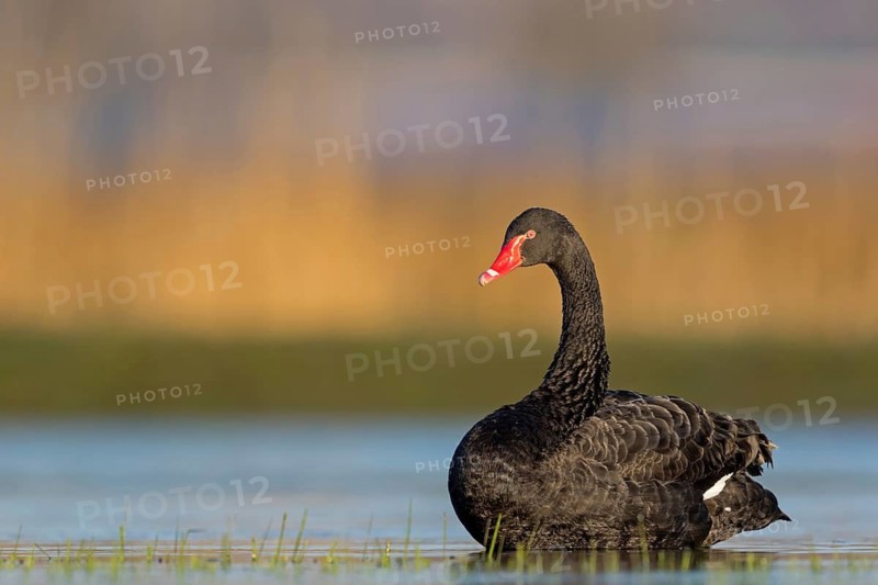 Black swan (Cygnus atratus), swims, waters, biotope, habitat, foraging, swan family, Der Spieß nature reserve, Rheindürkheim, Rhineland-Palatinate, Germany