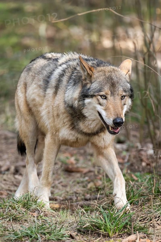 Eurasian wolf (Canis lupus lupus) standing in a forest, Bavaria, Germany
