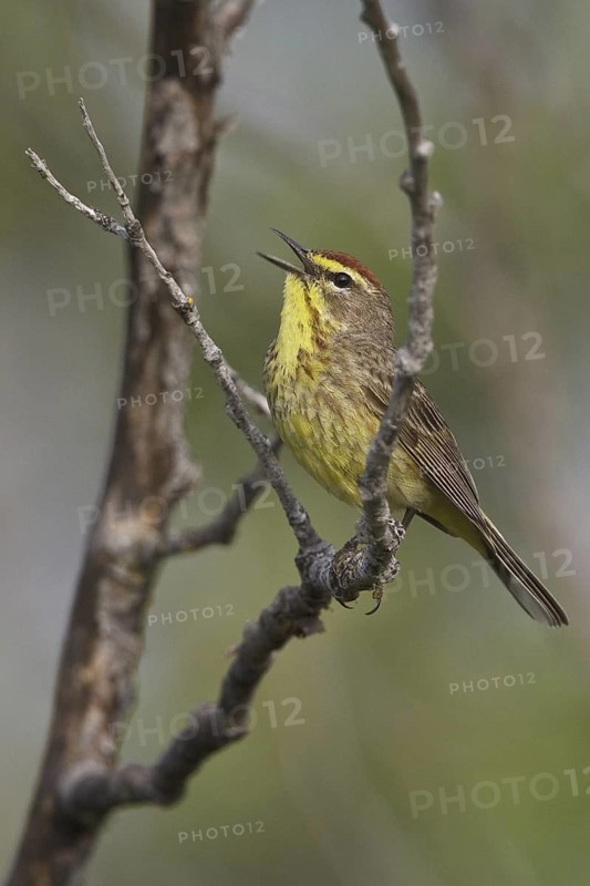 Palm Warbler (Setophaga palmarum palmarum) singing, Saskatchewan, Canada