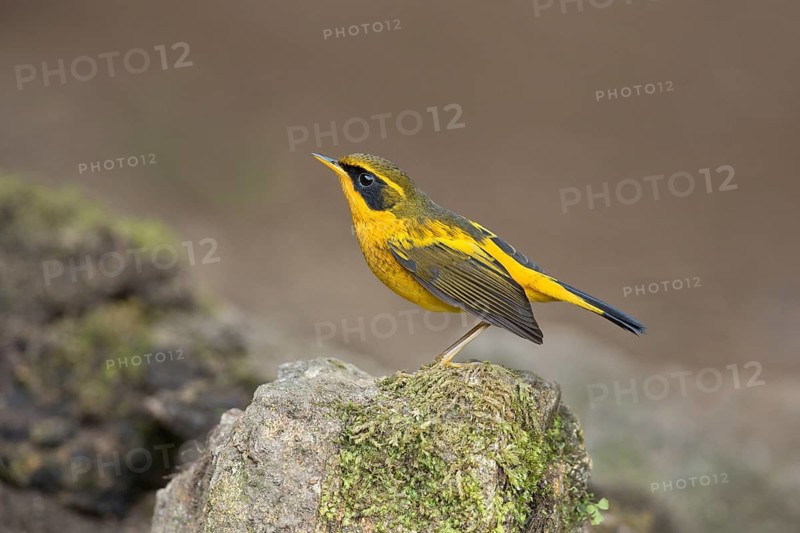 Golden Bush Robin (Tarsiger chrysaeus) male, Yunnan, China