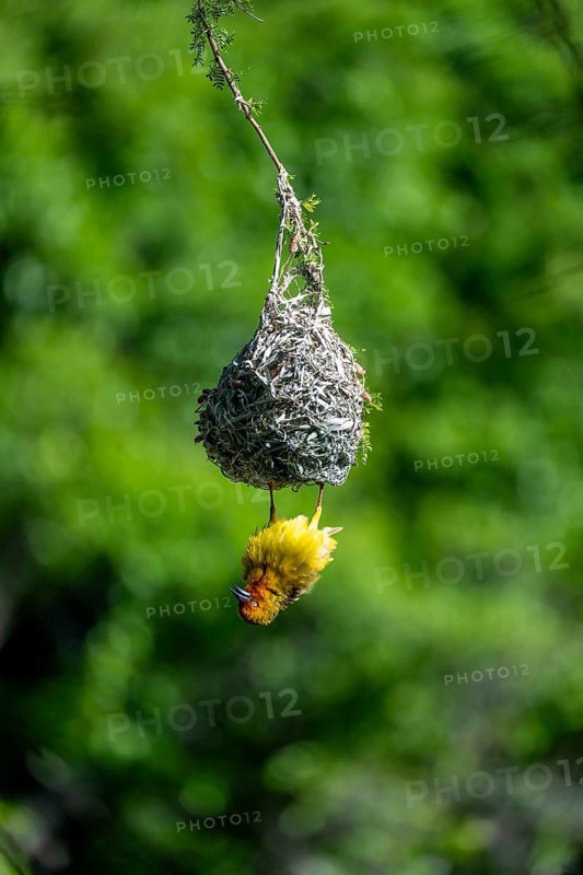 Cape Weaver Bird (Ploceus capensis) hanging upside down from its nest, Addo Elephant Park, South Africa