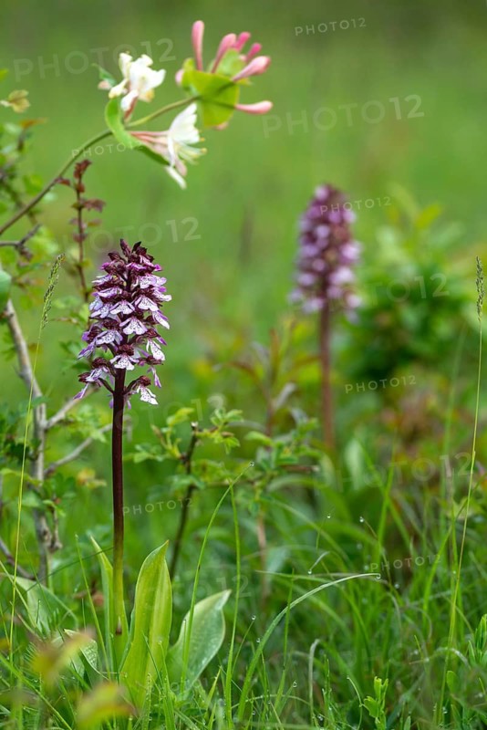 Caprifoliaceae, honeysuckle, garden honeysuckle, honeysuckle, Italian honeysuckle, Italian woodbine, yelängerjelieber, lady orchid, lonicera caprifolium, orchidaceae, orchids, orchid family, orchis purpurea, purple orchid, fragrant honeysuckle, flora, goat leaf honeysuckle, high size, portrait format, perfoliate honeysuckle, plants, plants