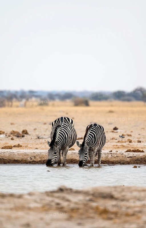 Plains zebra (Equus quagga), two zebras drinking at a waterhole, Nxai Pan National Park, Botswana