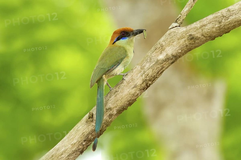 Russet-crowned Motmot Momotus mexicanus El Tuito, Jalisco, Mexico 12 June Adult carrying food. Momotidae