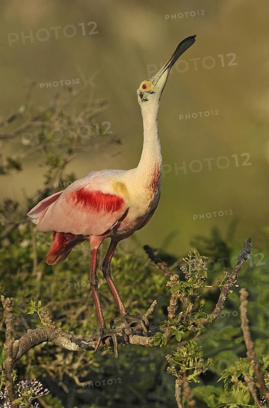 Roseate Spoonbill (Platalea ajaja), Texas, USA