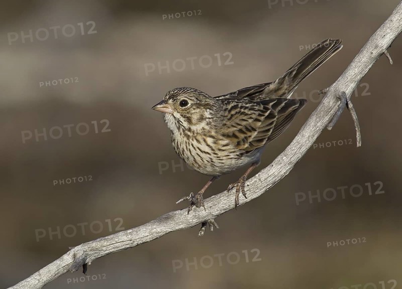 Vesper Sparrow (Pooecetes gramineus), Michigan, USA