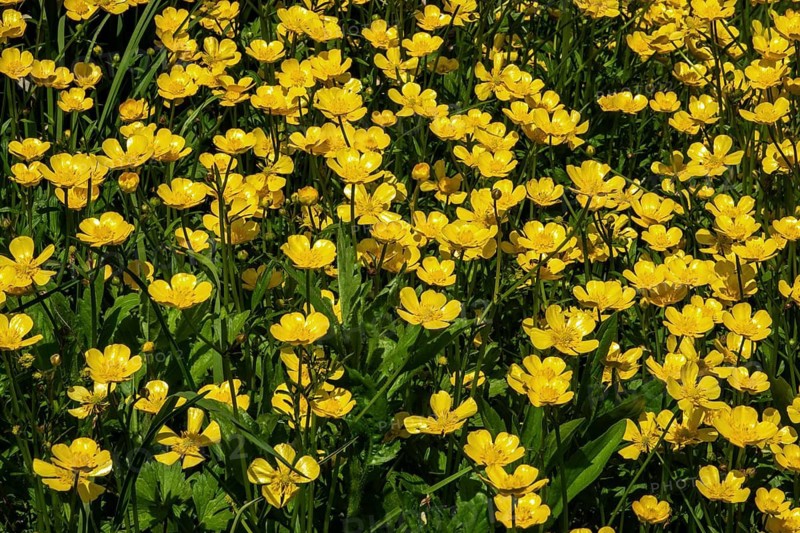 Ranunculus acris, flowering, Baden-Württemberg, Germany