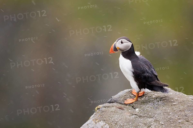 Atlantic Puffin (Fratercula arctica) perched on cliff, Dovrefjell, Norway