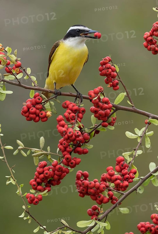 Great Kiskadee (Pitangus sulphuratus) perched on a branch, feeding on red berries, Texas, USA