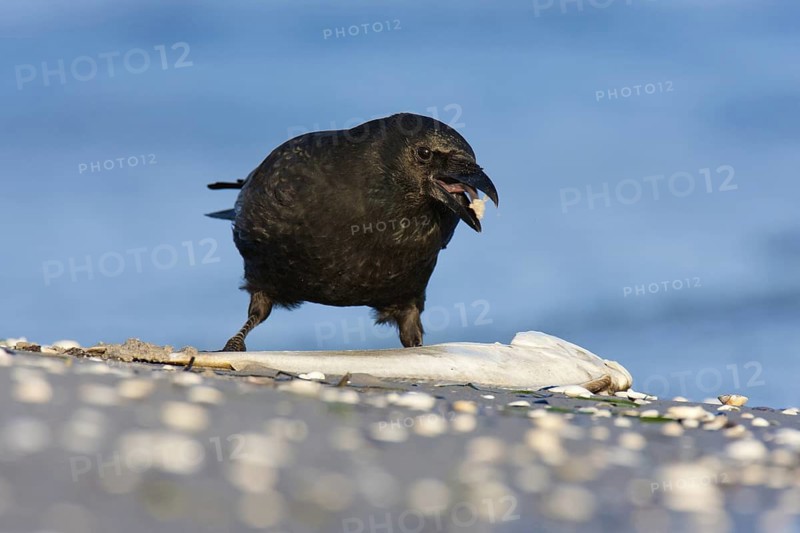 Carrion Crow (Corvus corone), Mecklenburg-Western Pomerania, Germany