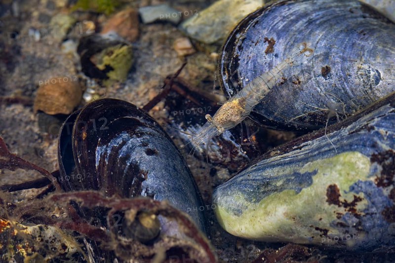 A small rock shrimp (Palaemon elegans) searches for food amongst blue mussels (Mytilus edulis), edible, food, mussel bed, June, Denmark