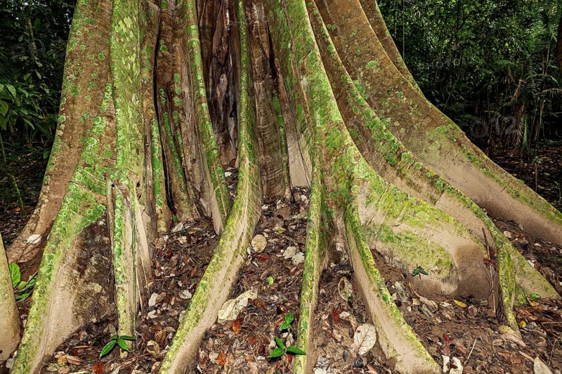 Large, moss-covered tree roots in a tropical forest, the jungle of the Amazon basin near Rurrenabaque in Bolivia