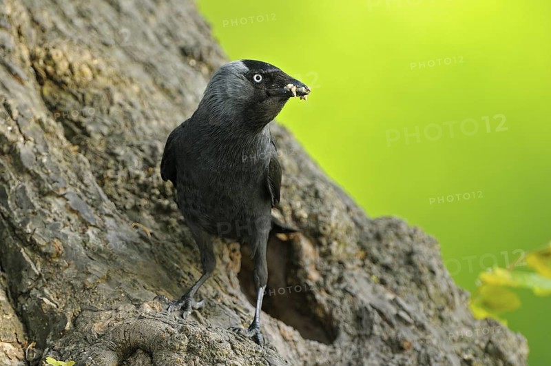 Dohle (Corvus monedula), Jackdaw, Altvogel an der Bruthoehle, mit Futter im Schnabel, Mai, Borken, Muensterland, Nordrhein-Westfalen, Deutschland