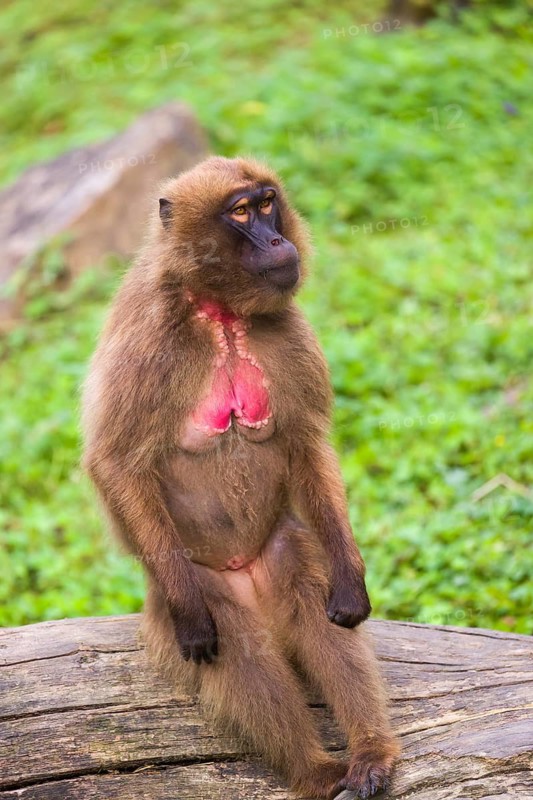 Portrait of an adult female Gelada (Theropithecus gelada), or bleeding-heart monkey, resting on a log