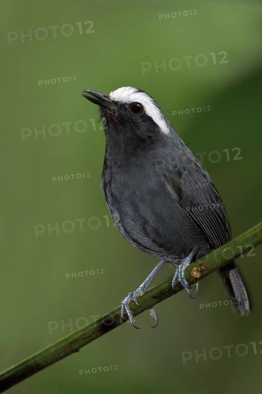 White-browed Antbird (Myrmoborus leucophrys), Manu National Park, Peru