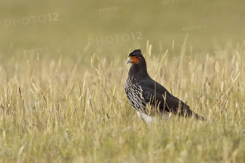 Carunculated Caracara (Phalcoboenus carunculatus), Ecuador
