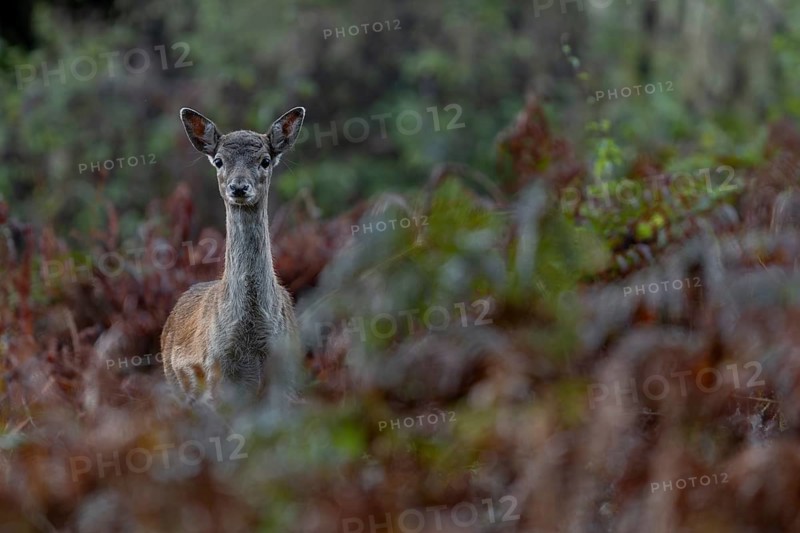 Encounter with a fallow deer calf (Dama dama) in the late afternoon, the mother is not visible near, autumn, rut, fallow deer rut, October, Germany