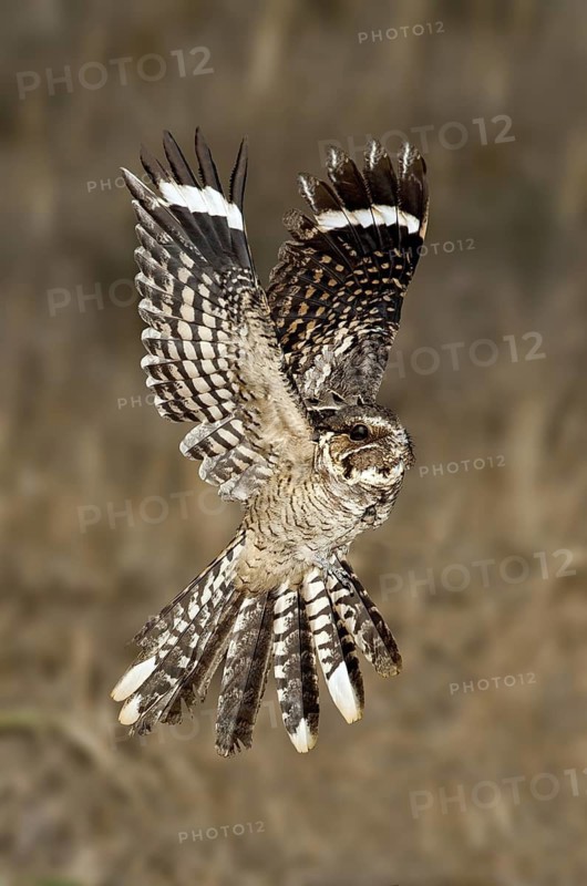 Pauraque (Nyctidromus albicollis) flying, Texas, USA
