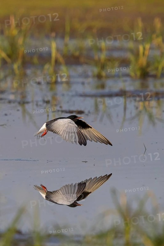 Weißflügelseeschwalbe, White-winged Black Tern, White-winged Tern, Chlidonias leucopterus, Chlidonias leucoptera, Guifette leucoptère, Fumarel Aliblanco