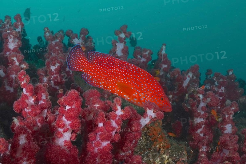 Jewelled grouper (Cephalopholis miniata)